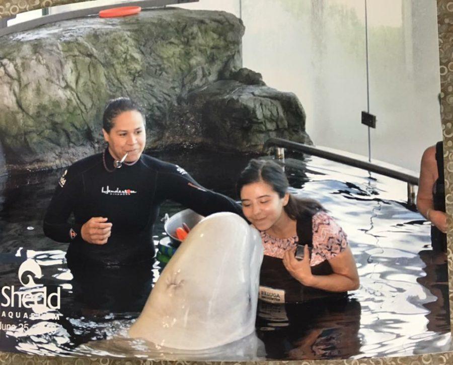 Beluga encounters at the Shedd Aquarium