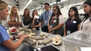 Students attending the NYLF in a program university are shown a display of human bones. Experts, professors, and top students helped the students understand the general human skeleton and the human anatomy. (Source: TeenLife)